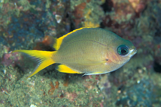 タンポポスズメダイ若魚