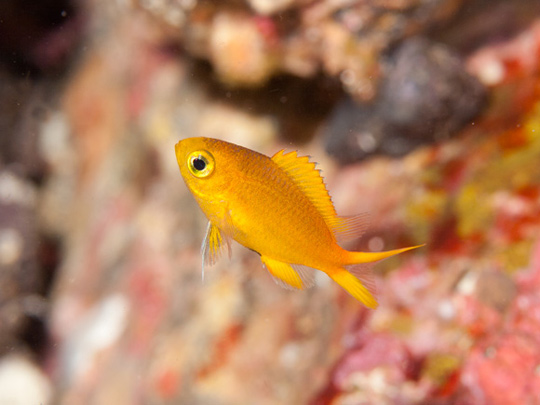 ヒマワリスズメダイ幼魚