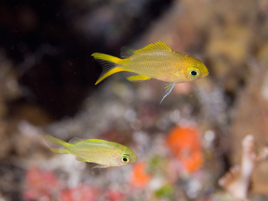 ヒマワリスズメダイ幼魚