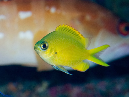 ヒマワリスズメダイ若魚