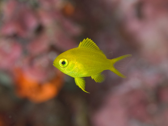 コガネスズメダイ幼魚