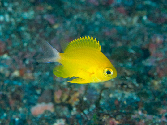 コガネスズメダイ若魚