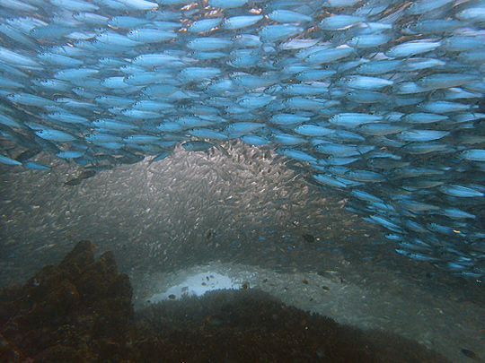 幾重にも折り重なる魚群