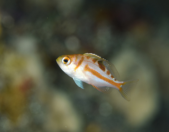 アカイサキの幼魚