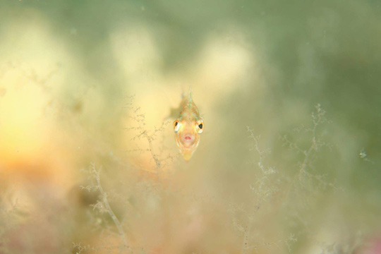 アミメハギ幼魚