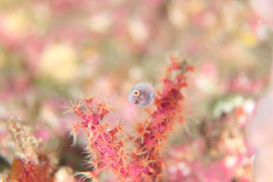 アオサハギの幼魚