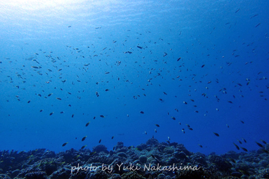 浅場の小さな魚たち