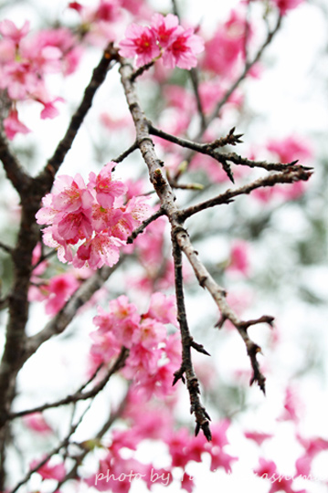 寒緋桜