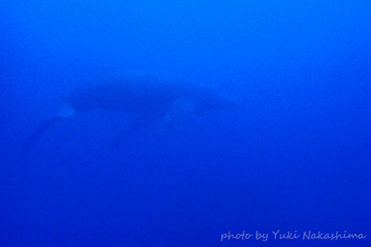 ダイビング中にもクジラと遭遇