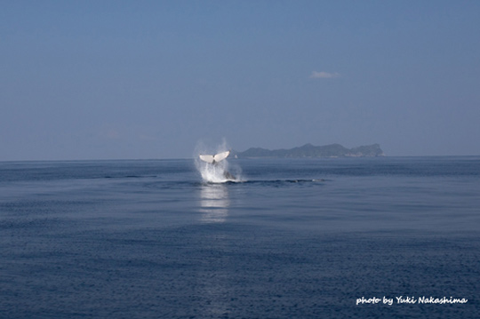 ザトウクジラのテールスラップ