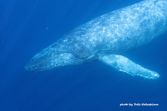 ザトウクジラと目が合う