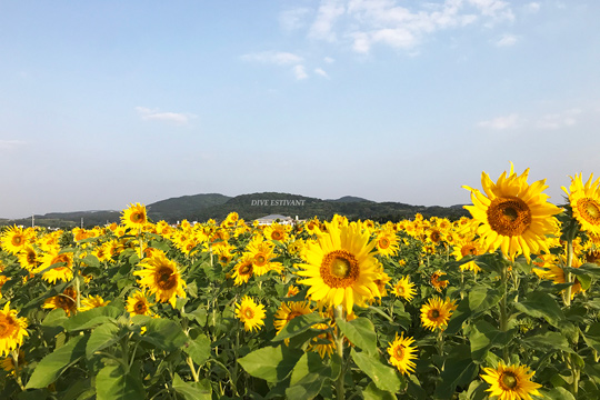 春が来ました