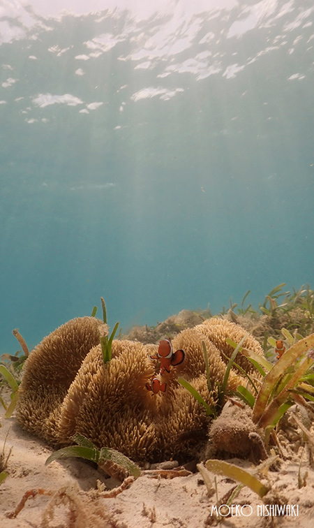 浅いカクレクマノミ