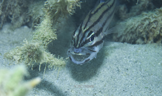 ヤライイシモチの口内保育