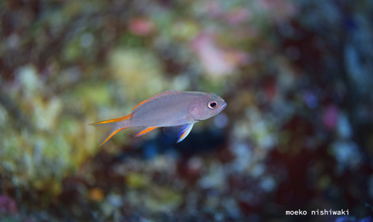 タテスジハタの幼魚