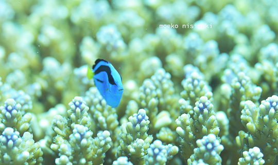 ナンヨウハギの幼魚