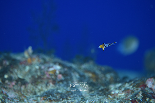 ヒオドシベラの幼魚