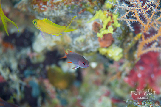 タテスジハタの幼魚