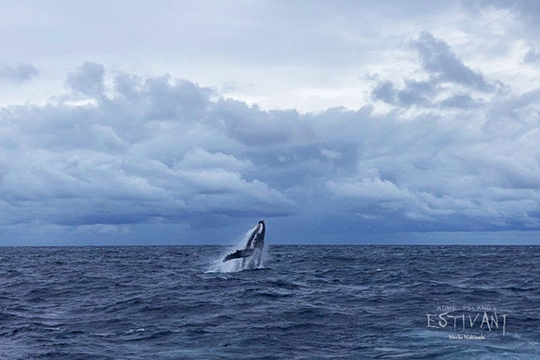 曇り空の下でザトウクジラのブリーチング