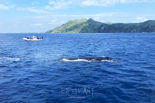 島とエスティバン1号とザトウクジラ