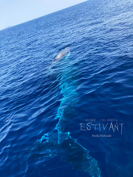 水面のザトウクジラ親子