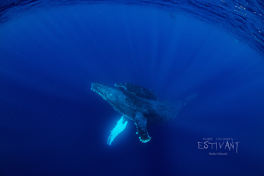 水中のザトウクジラ親子