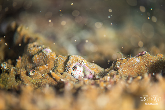 サンゴに産卵するモンツキカエルウオ