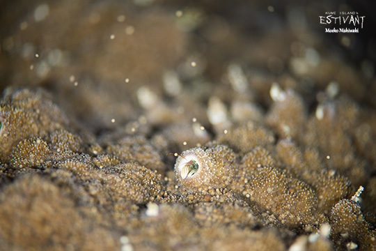 サンゴに産卵するカンザシヤドカリ
