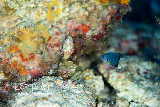 フカミスズメダイの幼魚