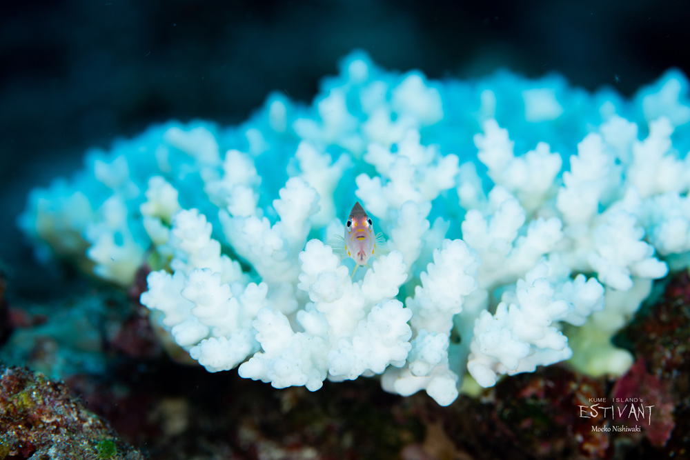 白化サンゴにメガネゴンべ