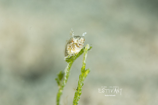 ハタタテギンポの幼魚