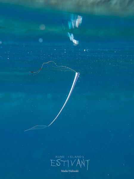 リュウグウノツカイの幼魚