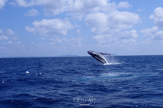 ザトウクジラの訪れ