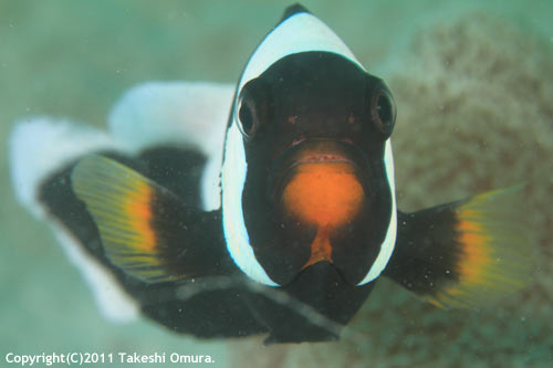 トウアカクマノミ