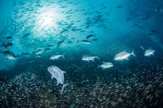 リチェリューロックの魚影