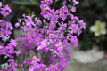 花 花