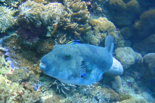 ケショウフグ ケショウフグ