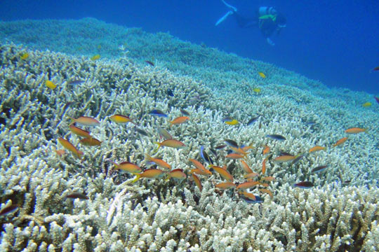 米原Wリーフのサンゴ礁