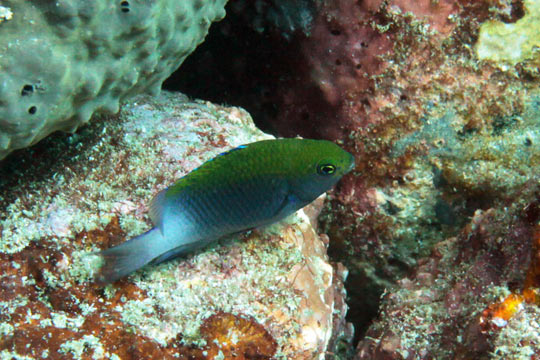 セダカスズメダイの幼魚