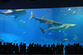 美ら海水族館 美ら海水族館