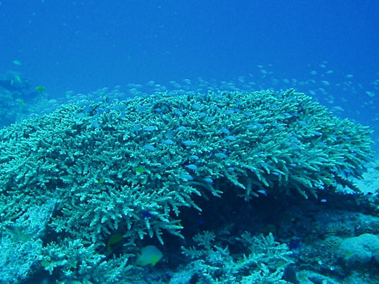 渡嘉敷島 野崎No.2