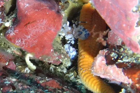 フリソデエビ フリソデエビ