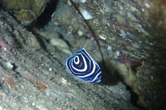 タテキンの幼魚