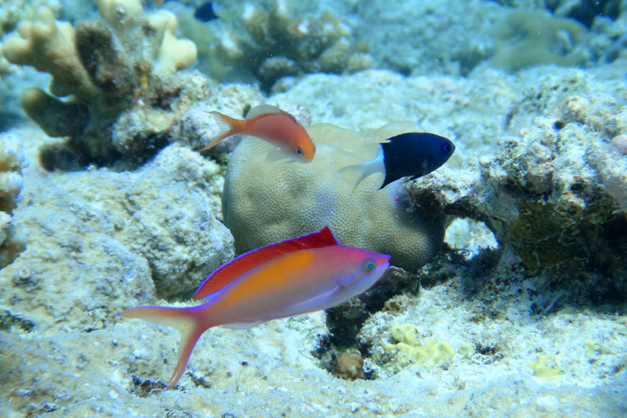 アカネハナゴイ アカネハナゴイ