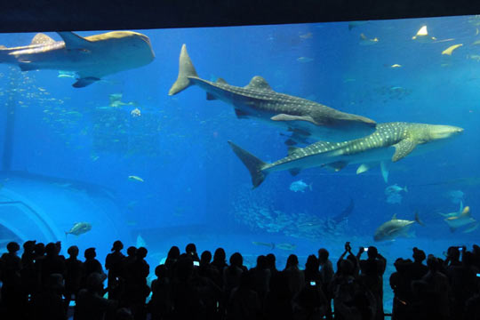 沖縄美ら海水族館「黒潮の海」