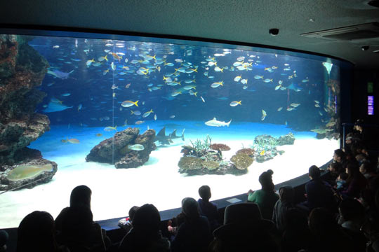 サンシャイン水族館「サンシャインラグーン」