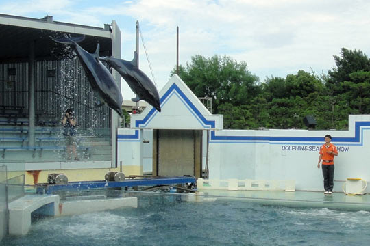 しながわ水族館のイルカショー