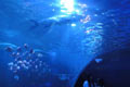 水族館 水族館