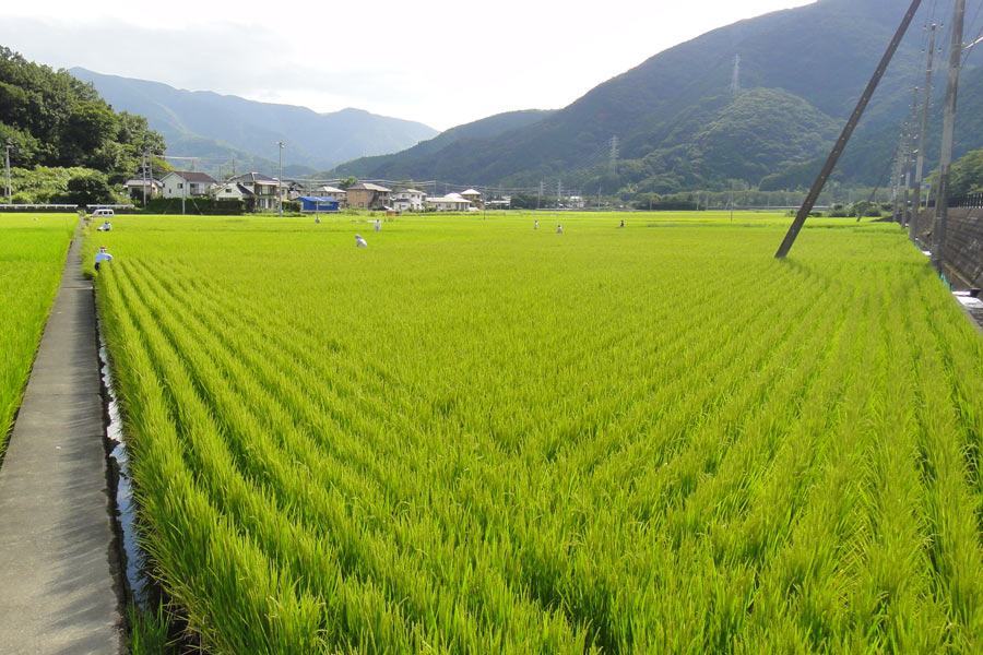 青々とした田んぼの中に点々と人が…