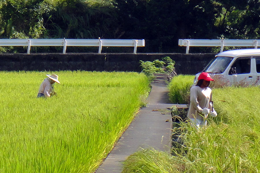 本当に農作業中の方